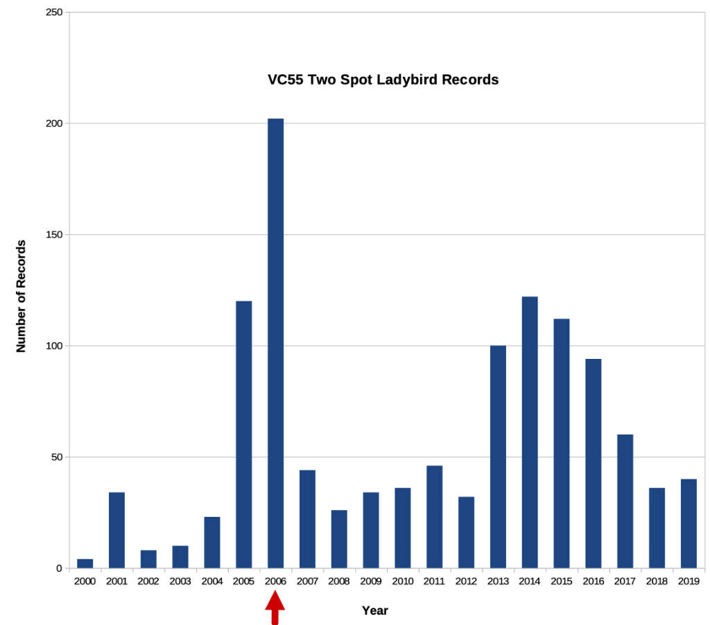Harlequin Ladybirds and Conspiracy Theories NatureSpot